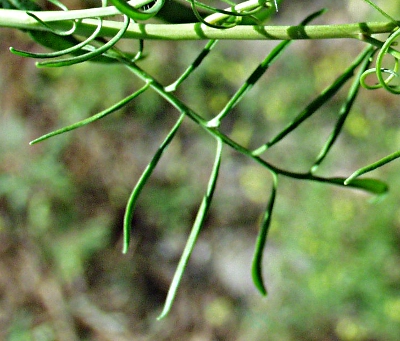 Sisymbrium altissimum, Hohe Rauke, oberes Stängelblatt