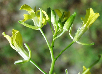 Sisymbrium altissimum, Hohe Rauke, Blüten