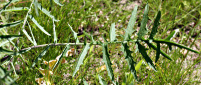 Sisymbrium altissimum, Hohe Rauke, unteres Blatt