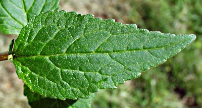 Campanula rapunculoides, Acker-Glockenblume, Blatt