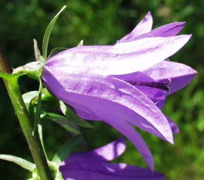 Campanula rapunculoides, Acker-Glockenblume, Blte