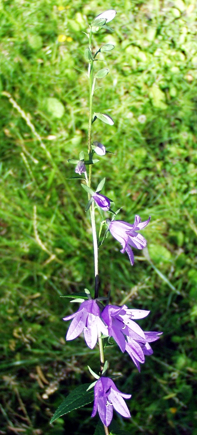 Campanula rapunculoides, Acker-Glockenblume, Bltenstand