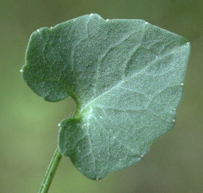 Campanula rotundifolia, Rundblttrige Glockenblume, Grundblatt