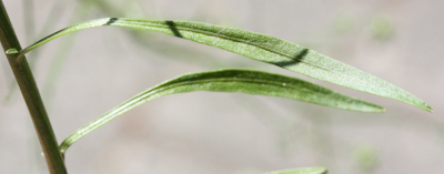 Campanula rotundifolia, Rundblttrige Glockenblume, Stngelbltter
