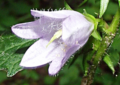 Campanula trachelium, Nesselblttrige Glockenblume, Blte