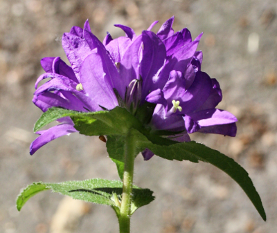 Campanula glomerata, Knuelbltige Glockenblume