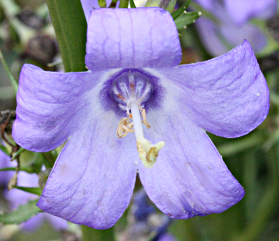 Campanula pyramidalis, Pyramiden-Glockenblume, Blte