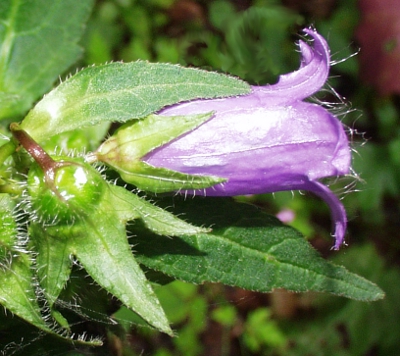 Nesselblttrige Glockenblume, Blte