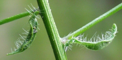 Jasione montana, Berg-Sandglöckchen, Blätter