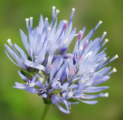 Jasione montana, Berg-Sandglöckchen, Blüten