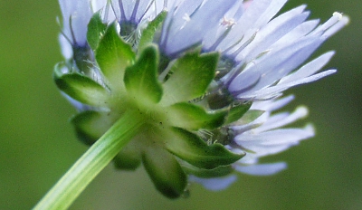 Jasione montana, Berg-Sandglöckchen, Deckblätter