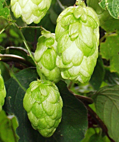 Humulus lupulus, , Hopfen, Dolden