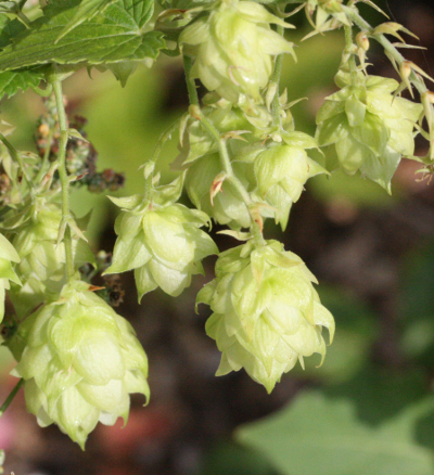 Humulus lupulus, Hopfen, Dolden