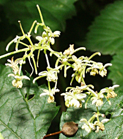 Humulus lupulus, Hopfen, mnnlicher Bltenstand
