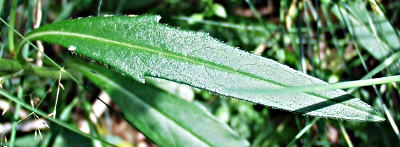 Gewöhnlicher Teufelsabbiss, Succisa pratensis, Blatt