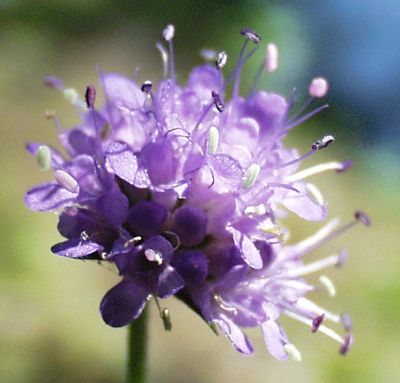 Succisa pratensis, Gewöhnlicher Teufelsabbiss, Blütenkopf