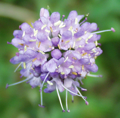 Succisa pratensis, Gewhnlicher Teufelsabbiss, Bltenkopf