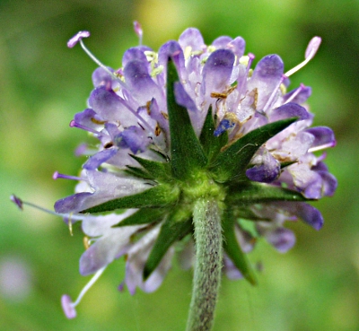 Gewöhnlicher Teufelsabbiss, Succisa pratensis, Hülle