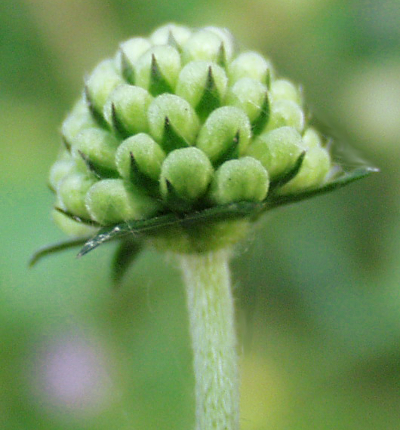 Succisa pratensis, Gewhnlicher Teufelsabbiss, Knospe