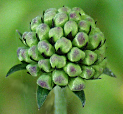 Succisa pratensis, Gewöhnlicher Teufelsabbiss, Knospe