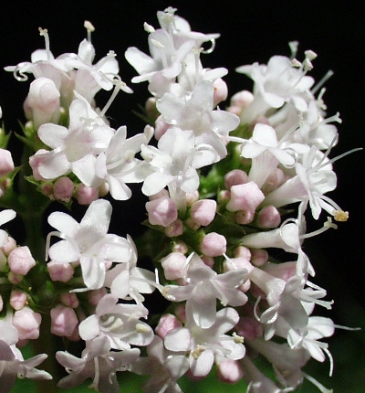 Valeriana excelsa ssp. excelsa, Kriechender Arzei-Baldrian, Blten