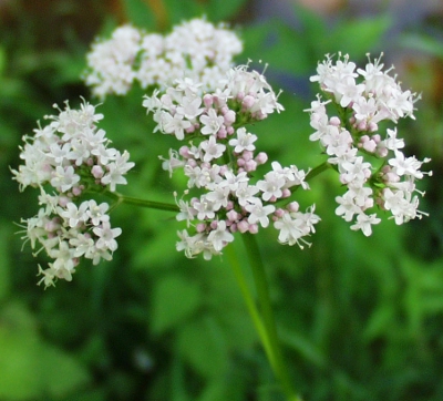 Valeriana excelsa ssp. excelsa, Echter Kriech-Baldrian, Bl�tenstand