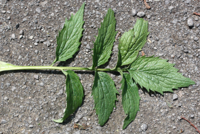 Valeriana excelsa ssp. sambucifolia, Holunderblättriger Kriech-Baldrian, mittleres Stängelblatt