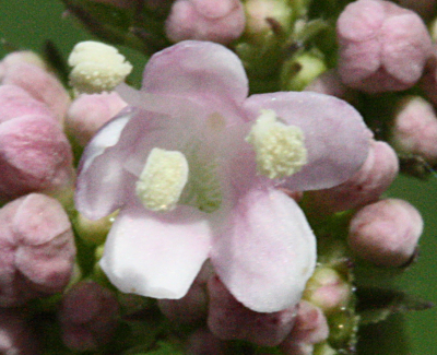 Valeriana excelsa ssp. sambucifolia, Holunderblättriger Kriech-Baldrian, Blüte