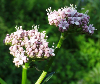 Valeriana excelsa ssp. sambucifolia, Holunderblättriger Kriech-Baldrian, Blütenstand
