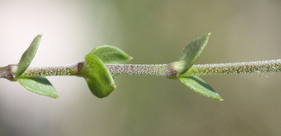 Arenaria serpyllifolia, Thymianbl�ttriges Sandkraut, Bl�tter