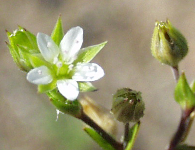 Arenaria serpyllifolia, Thymianbl�ttriges Sandkraut, Bl�te