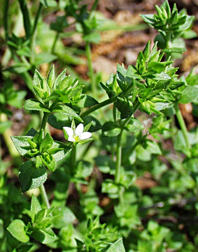 Arenaria serpyllifolia, Thymianbl�ttriges Sandkraut