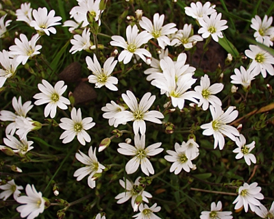 Cerastium arvense, Acker-Hornkraut