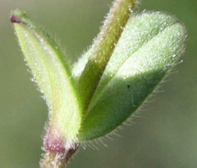 Cerastium semidecandrum, Fnfmnniges Hornkraut, Bltter