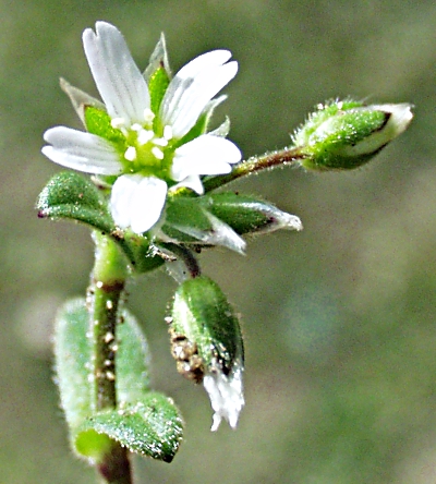 Cerastium semidecandrum, Fünfmänniges Hornkraut, Blüte