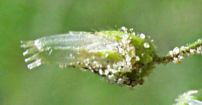 Cerastium semidecandrum, Fünfmänniges Hornkraut, Frucht