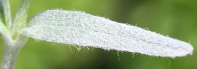 Cerastium tomentosum, Filziges Hornkraut, behaarung