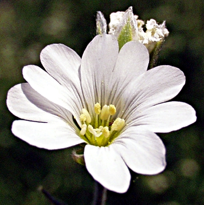 Cerastium tomentosum, Filziges Hornkraut, Blüte