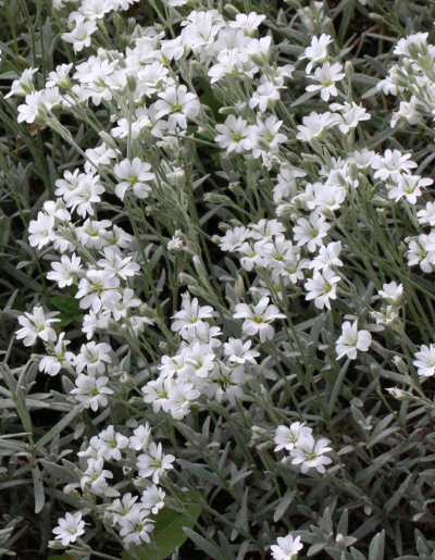 Cerastium tomentosum, Filziges Hornkraut
