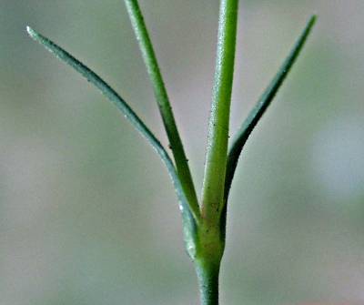 Dianthus deltoides, Heide-Nelke, Blätter