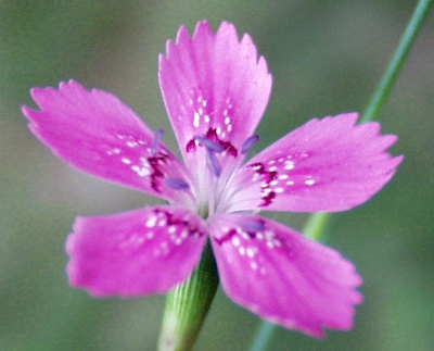 Dianthus deltoides, Heide-Nelke, Blüte