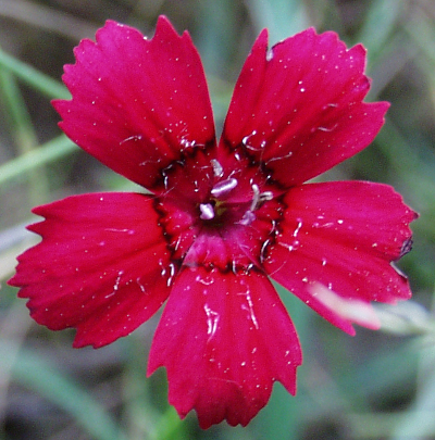 Dianthus deltoides, Heide-Nelke, rote Blte