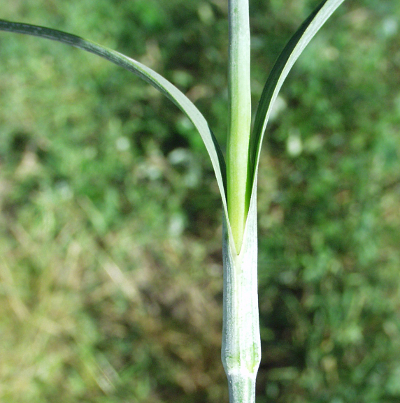 Dianthus giganteus, Riesen-Neke, Blattscheide