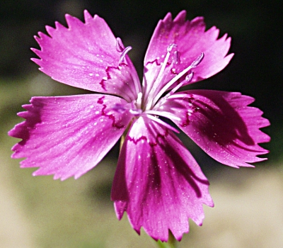 Dianthus deltoides, Heide-Nelke, Blüte