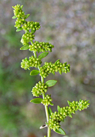 Herniaria glabra, Kahles Bruchkraut