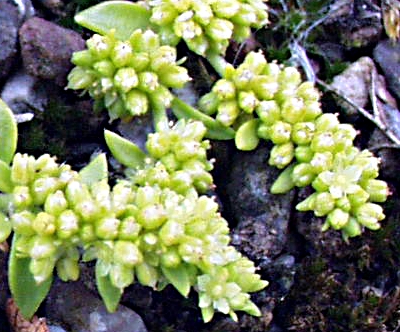 Herniaria glabra, Kahles Bruchkraut, Bl�ten