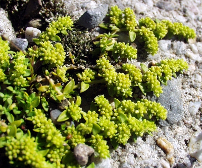 Herniaria glabra, Kahles Bruchkraut, Habitus