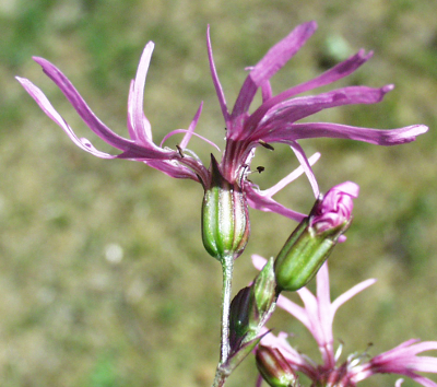 Lychnis flos-cuculi, Kuckucks-Lichtnelke