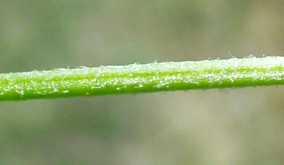Lychnis flos-cuculi, Kuckucks-Lichtnelke, Stängel