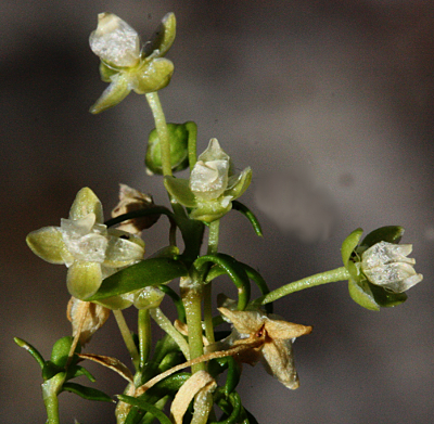 Sagina procumbens, Niederliegendes Mastkraut